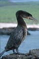 Cormoran aptère (Phalacrocorax harrisi) Ref:36405